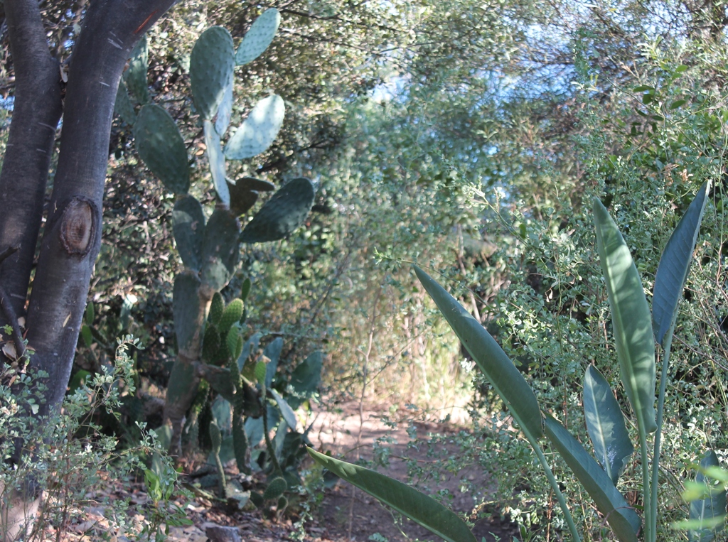 L'oiseau du paradis à côté des cactus